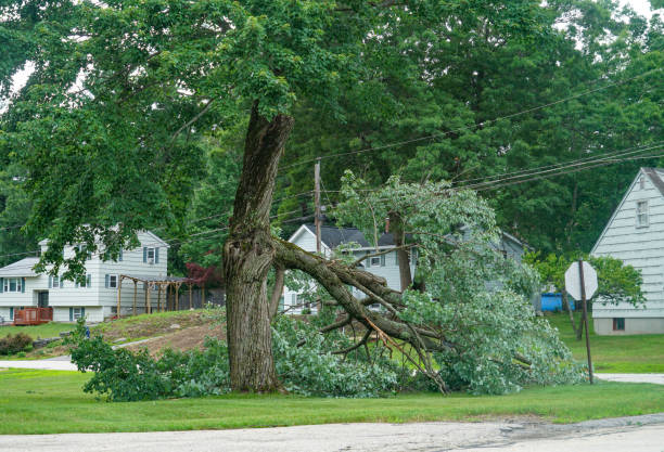 The Steps Involved in Our Tree Care Process in Bonner Springs, KS